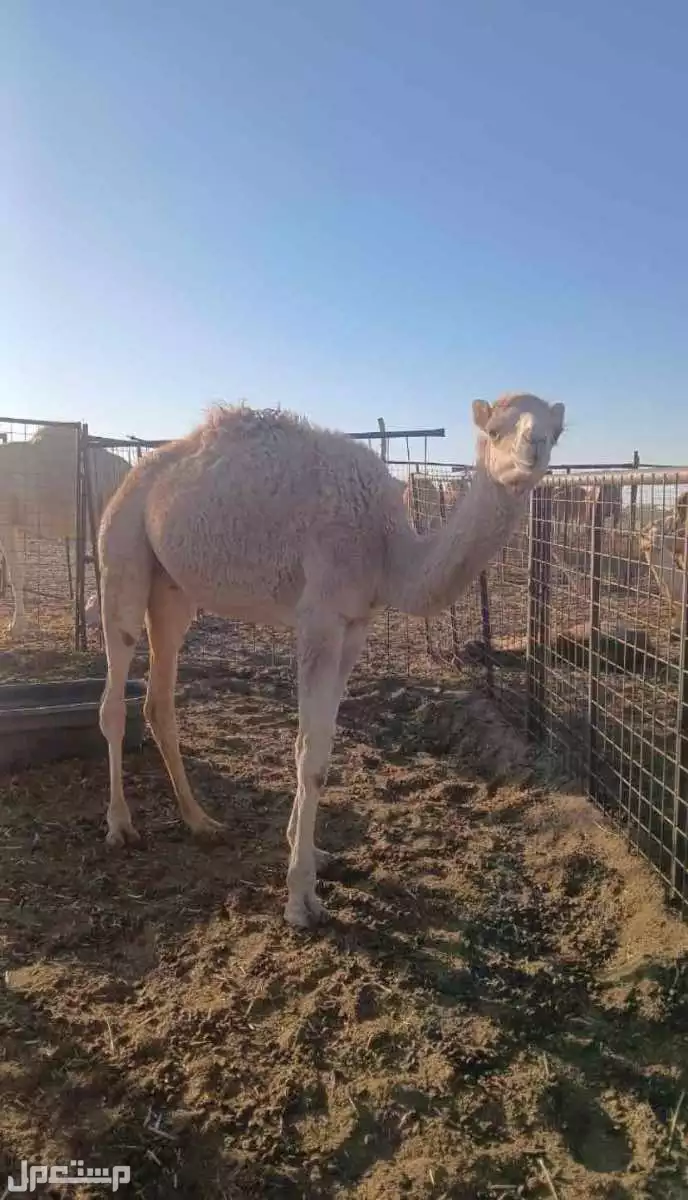 ناقه حايل قعود على سوم  في تبوك بسعر 81 ريال سعودي