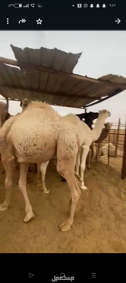 حشو بلدي مفاريد للبيع جمله 6000