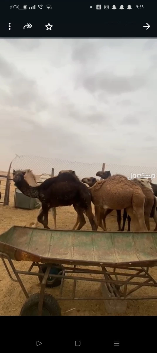 حشو بلدي مفاريد للبيع جمله 6000