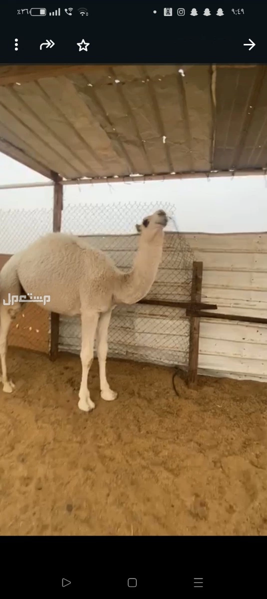 حشو بلدي مفاريد للبيع جمله 6000