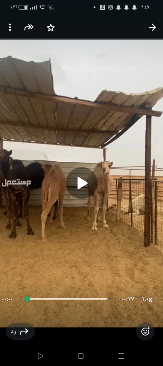 حشو بلدي مفاريد للبيع جمله 6000