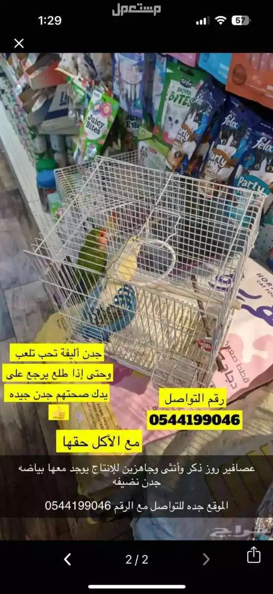 ‏من الأفضل طيور الروز ‏أليفة جدا تعض