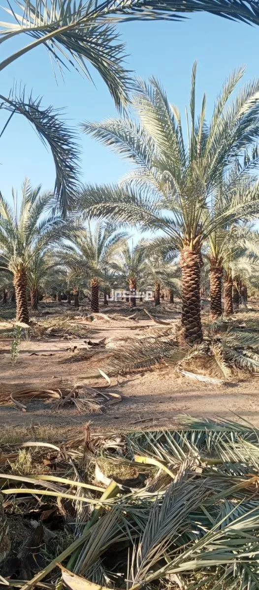 للبيع نخيل واشنطني زينةوعربي وبسعر مناسب