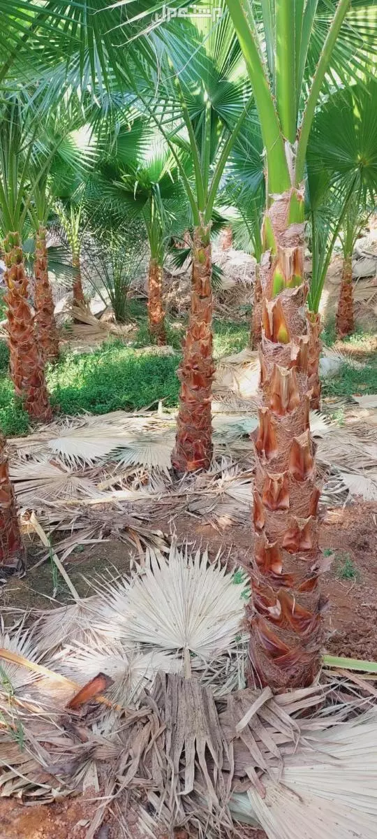 للبيع نخيل واشنطني زينةوعربي وبسعر مناسب