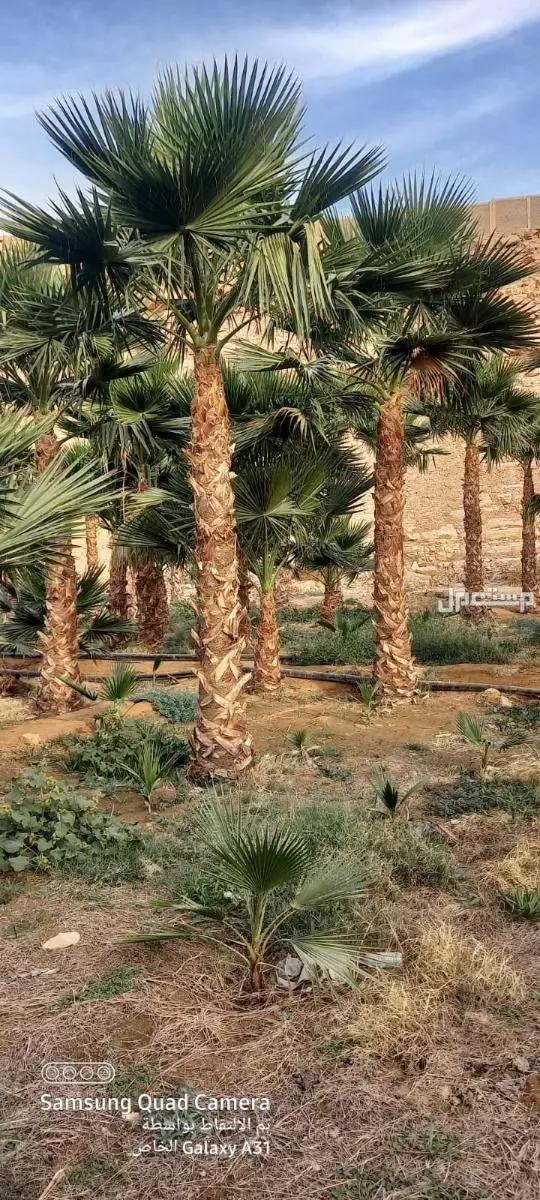 للبيع نخيل واشنطني زينةوعربي وبسعر مناسب