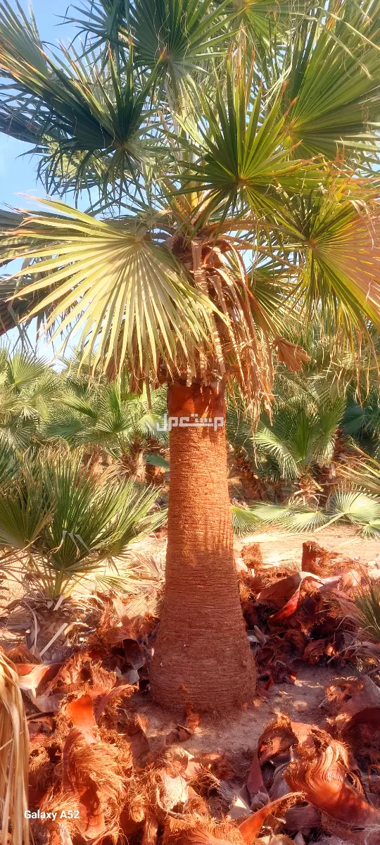 للبيع نخيل واشنطني زينةوعربي وبسعر مناسب