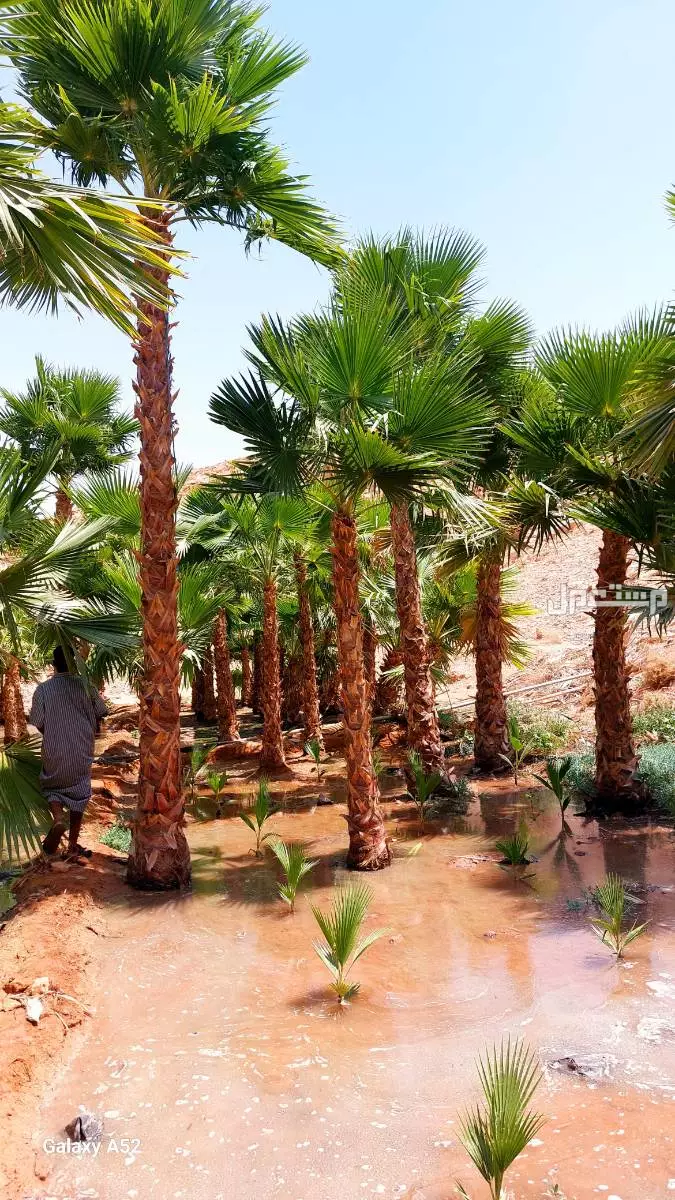 للبيع نخيل واشنطني زينةوعربي وبسعر مناسب