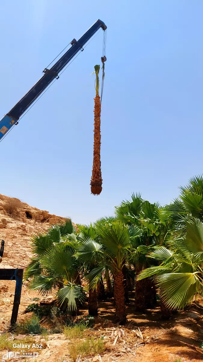 للبيع نخيل واشنطني زينةوعربي وبسعر مناسب