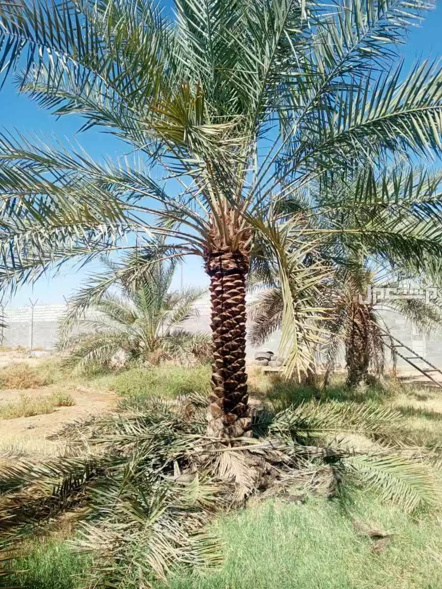 للبيع نخيل واشنطني زينةوعربي وبسعر مناسب