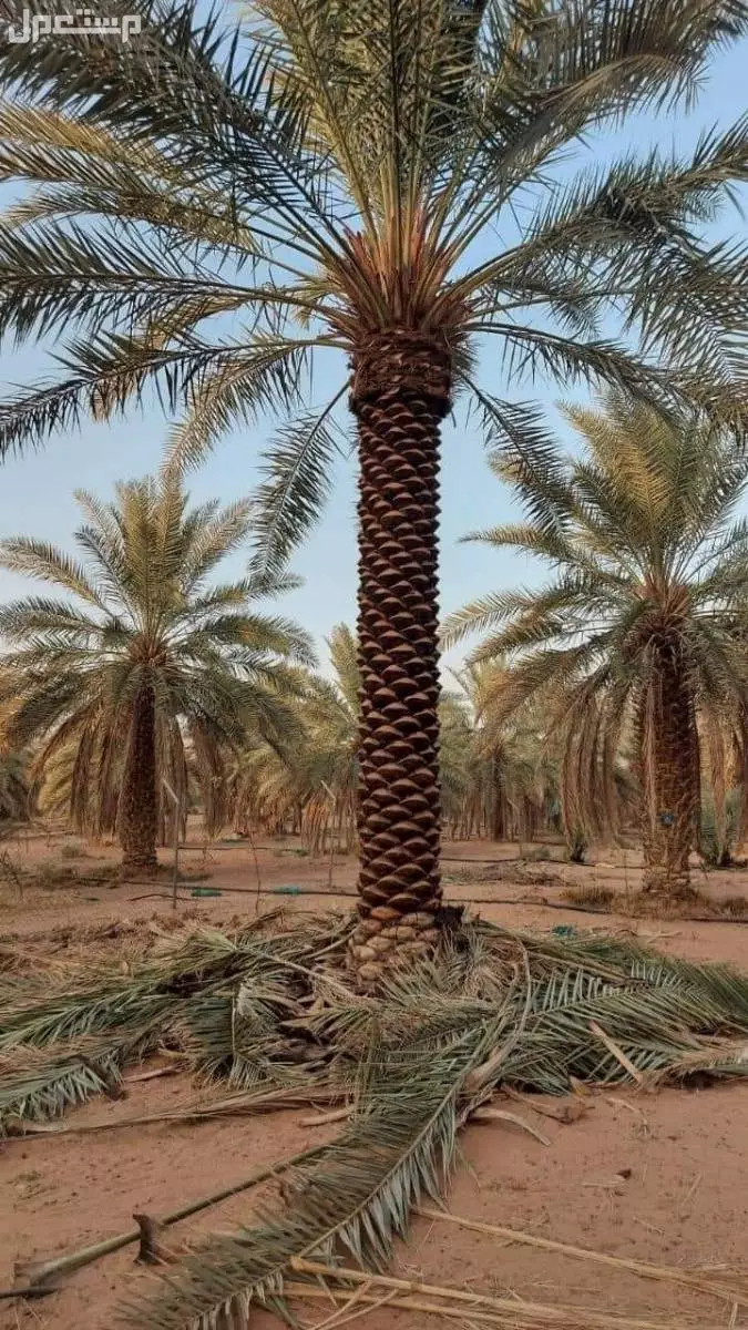 للبيع نخيل واشنطني زينةوعربي وبسعر مناسب