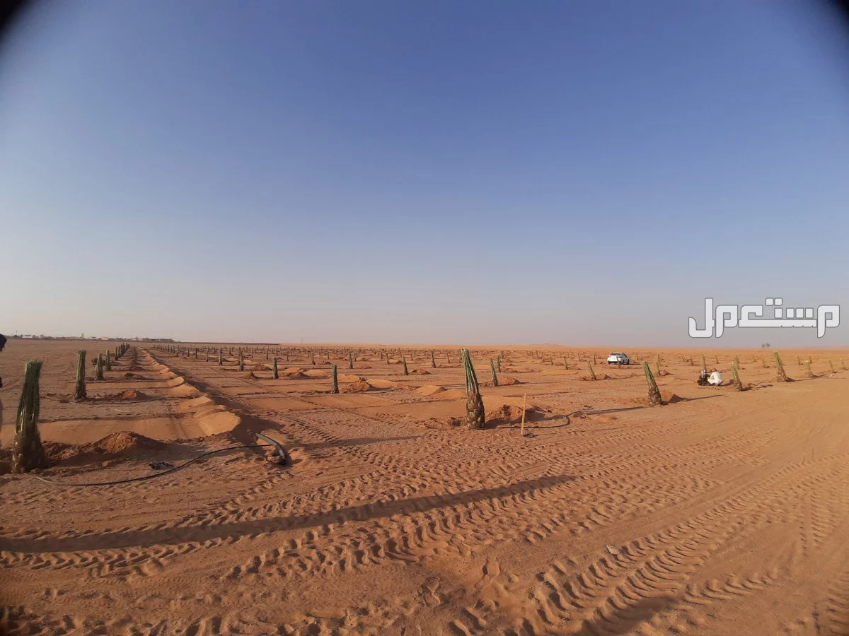 للبيع نخيل واشنطني زينةوعربي وبسعر مناسب