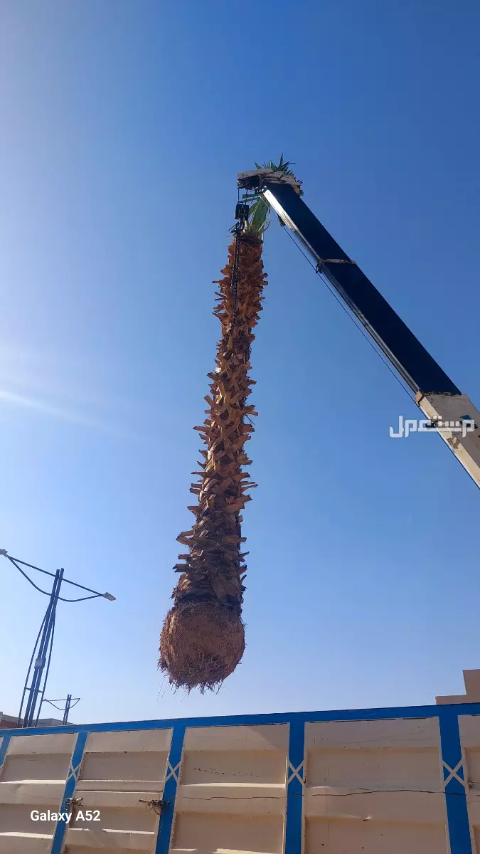 للبيع نخيل واشنطني زينةوعربي وبسعر مناسب