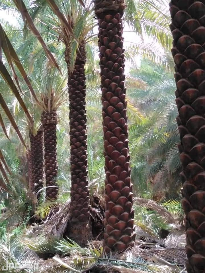 للبيع نخيل واشنطني زينةوعربي وبسعر مناسب