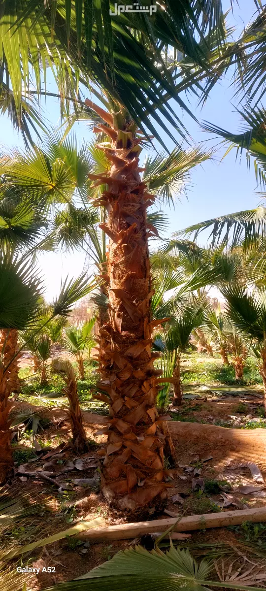 للبيع نخيل واشنطني زينةوعربي وبسعر مناسب