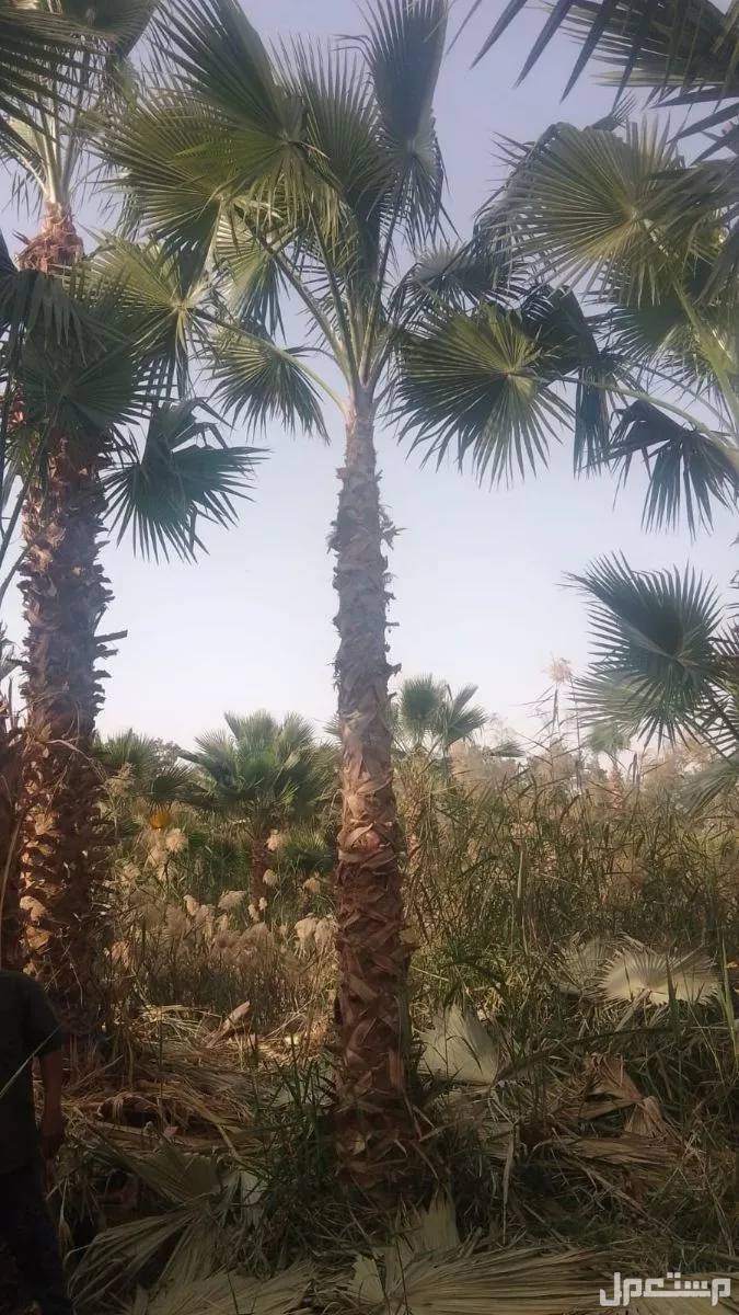 للبيع نخيل واشنطني زينةوعربي وبسعر مناسب