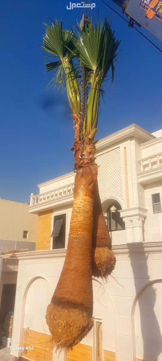 للبيع نخيل واشنطني زينةوعربي وبسعر مناسب