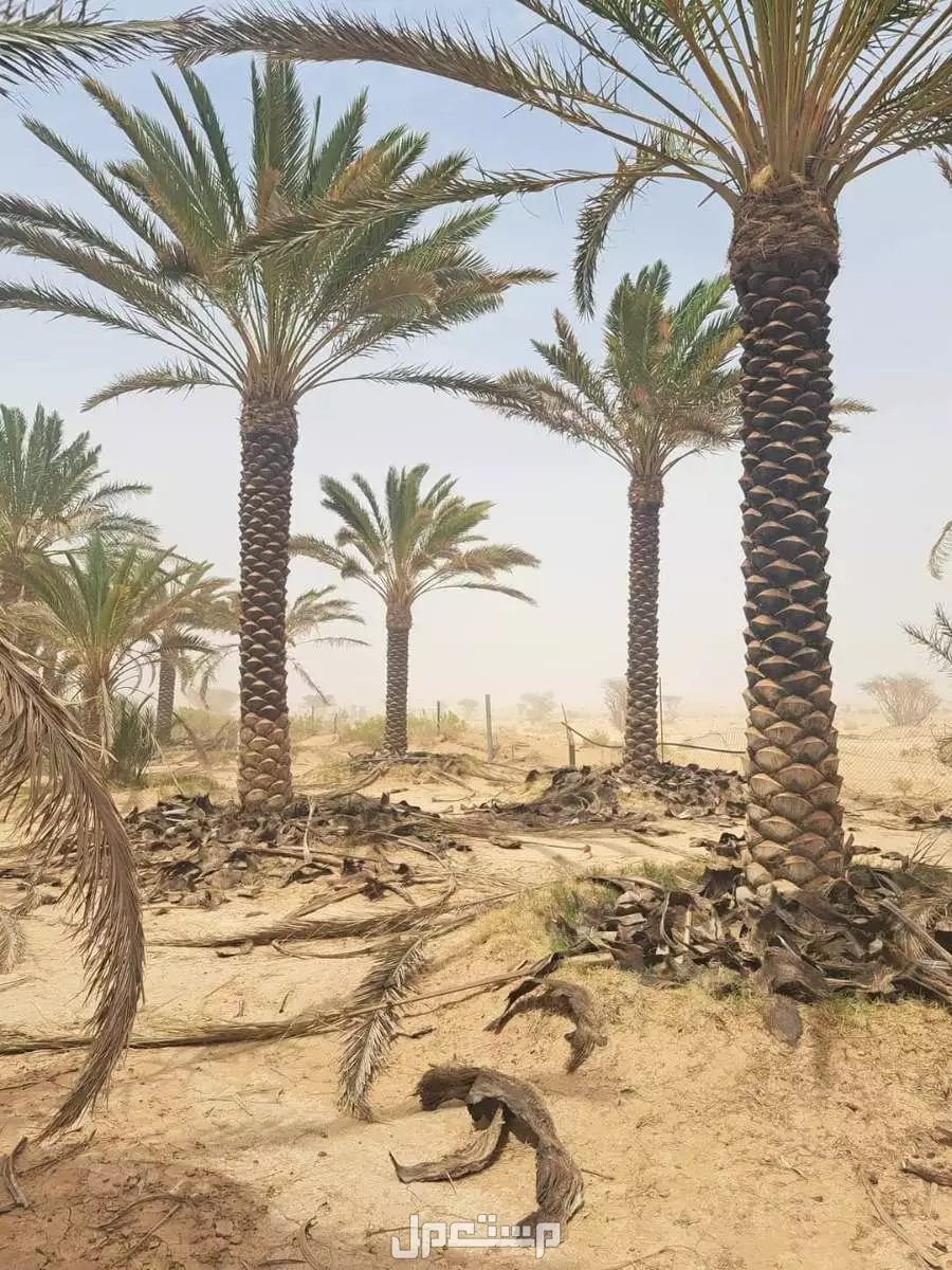 للبيع نخيل واشنطني زينةوعربي وبسعر مناسب