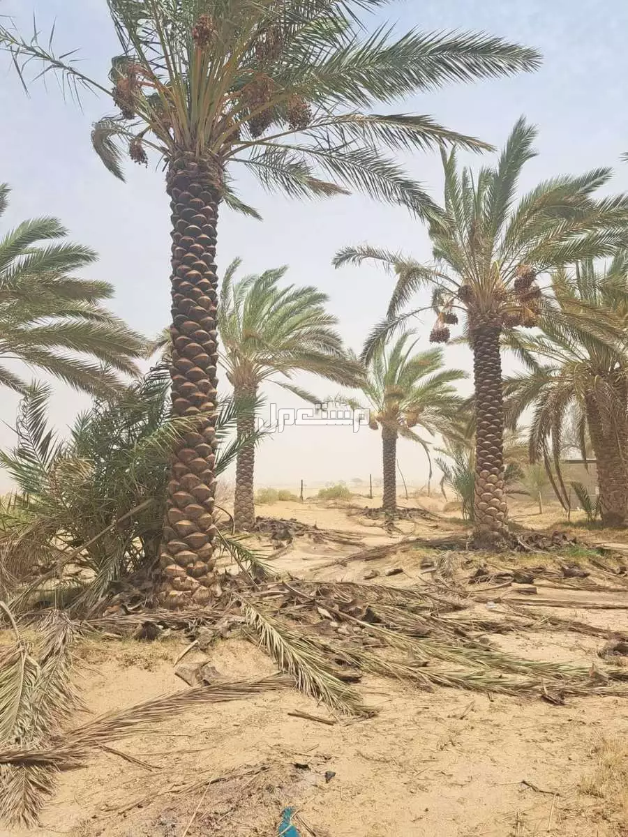 للبيع نخيل واشنطني زينةوعربي وبسعر مناسب