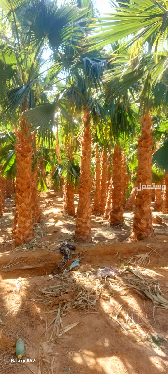 للبيع نخيل واشنطني زينةوعربي وبسعر مناسب