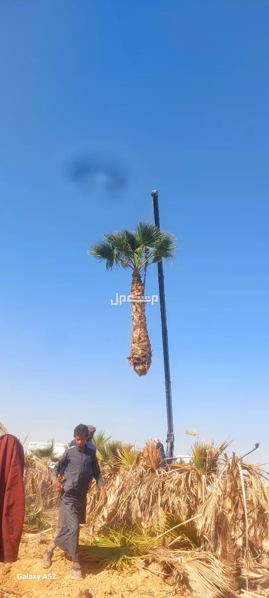 للبيع نخيل واشنطني زينةوعربي وبسعر مناسب