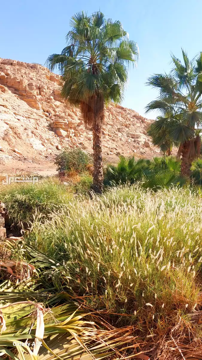 للبيع نخيل واشنطني زينةوعربي وبسعر مناسب