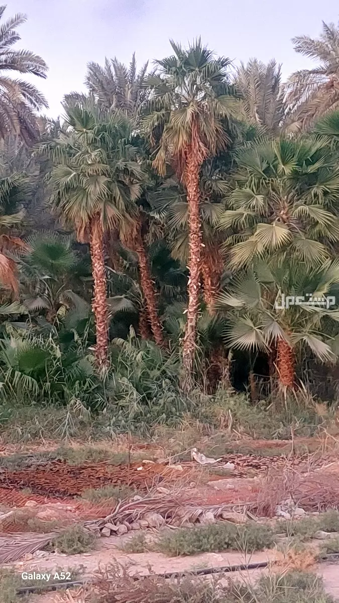للبيع نخيل واشنطني زينةوعربي وبسعر مناسب