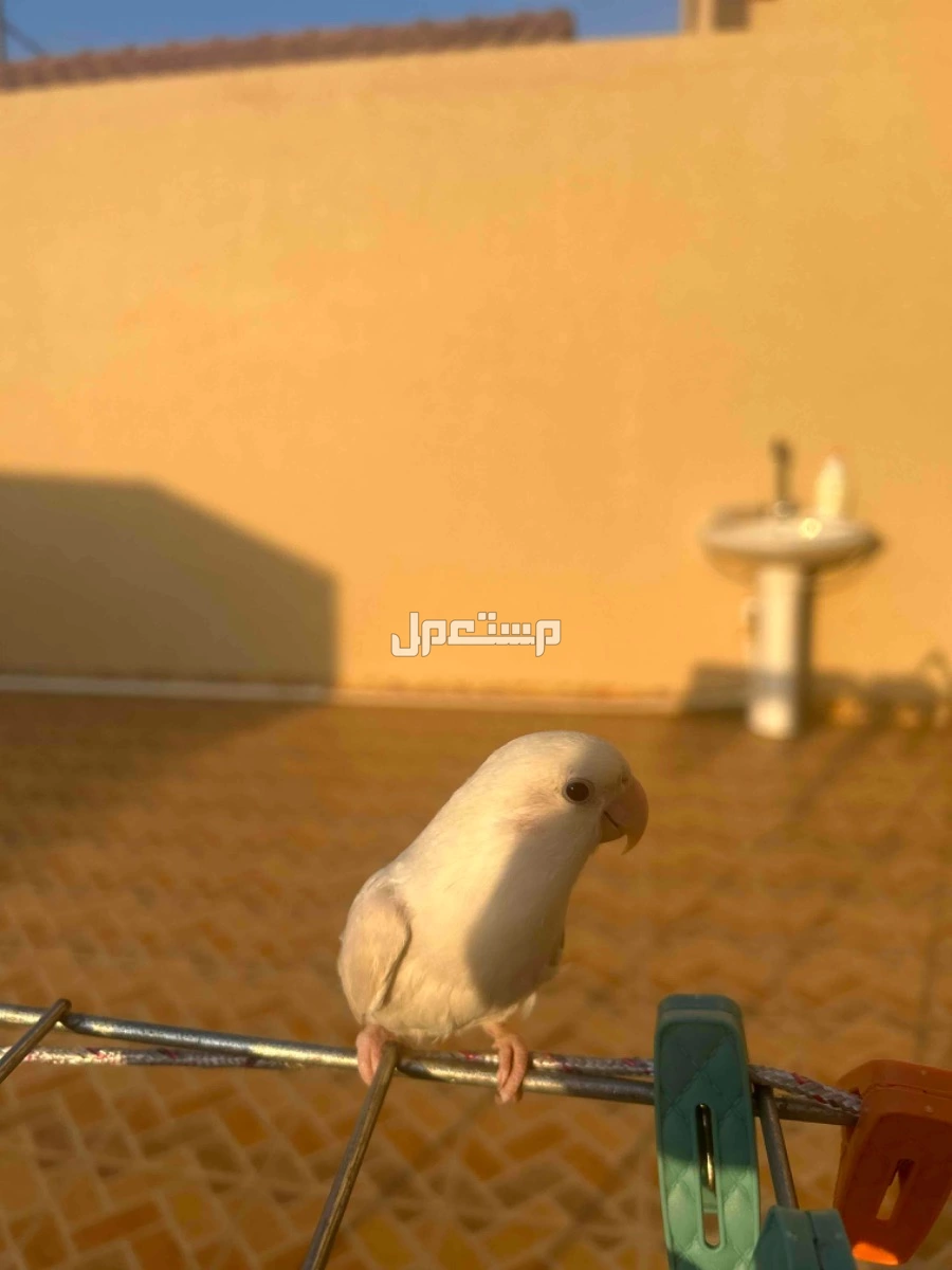 للبيع روز  ذكر  في رياض الخبراء