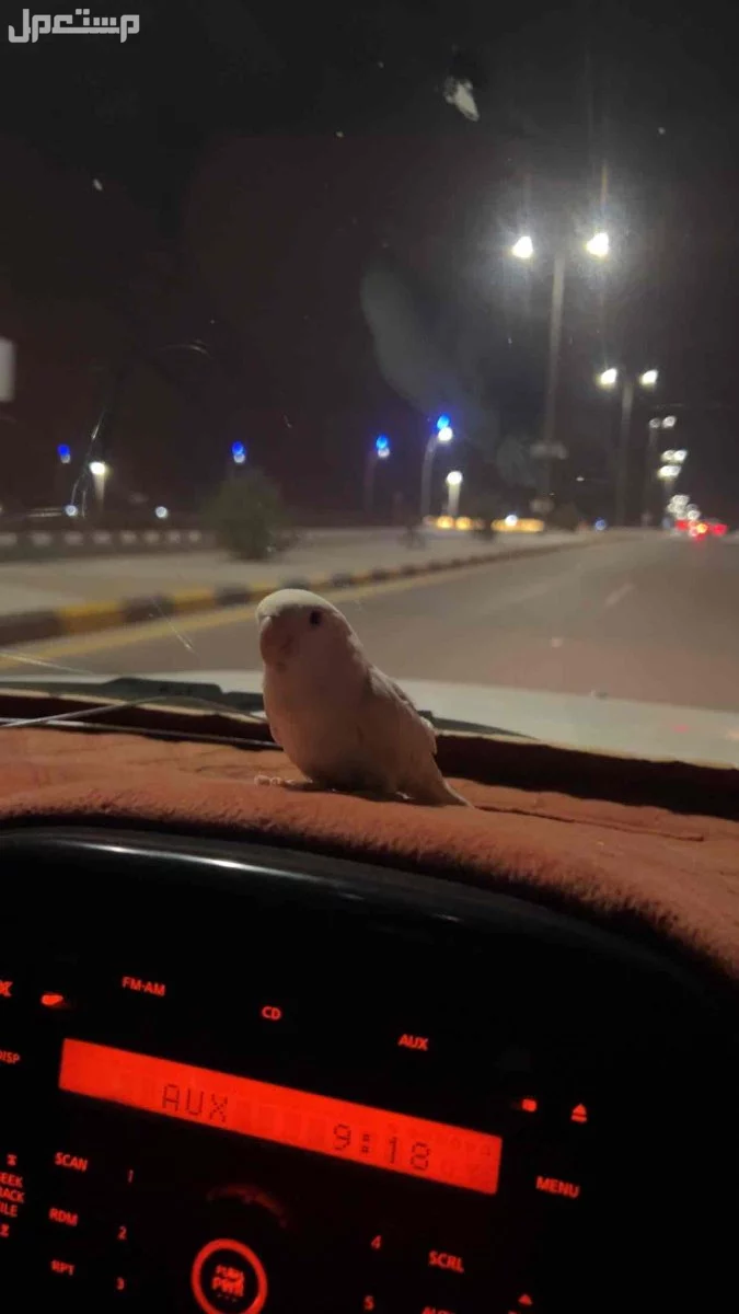 للبيع روز  ذكر  في رياض الخبراء