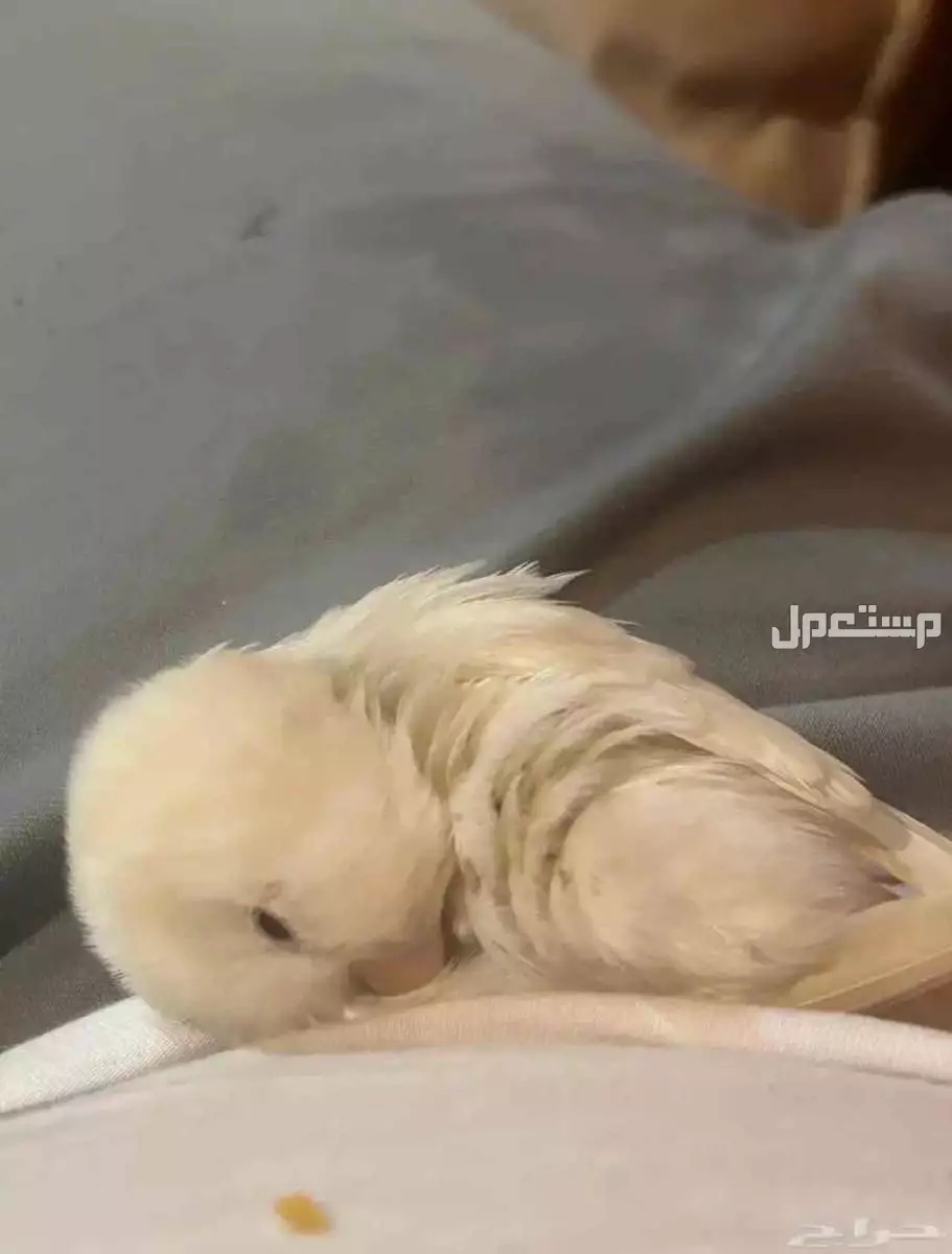 للبيع روز  ذكر  في رياض الخبراء