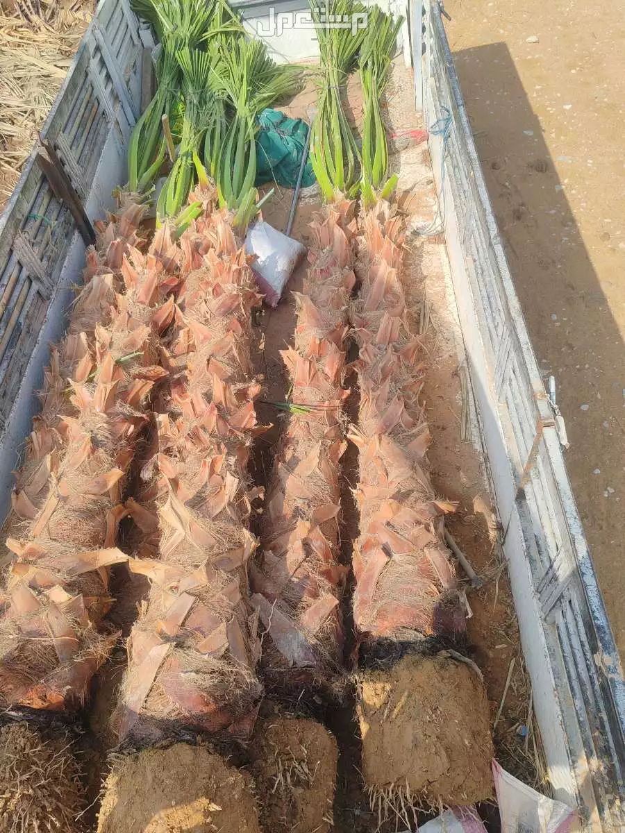 نخل واشنطن  في الرياض بسعر 399 ريال سعودي