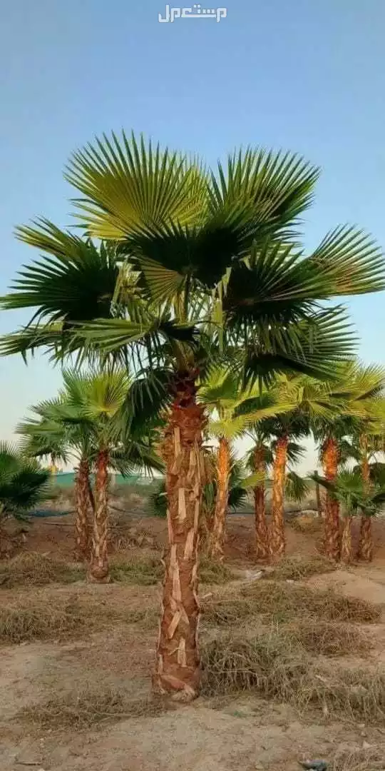 نخل واشنطن  في الرياض بسعر 399 ريال سعودي