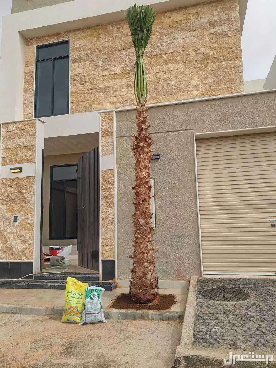 نخل واشنطن  في الرياض بسعر 399 ريال سعودي