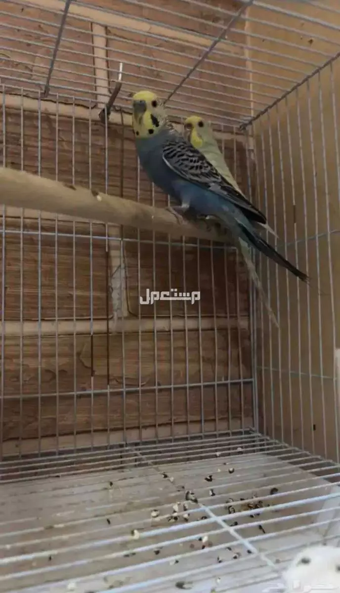 طيور الحب البادجي القصيم عنيزة 150 ريال سعودي