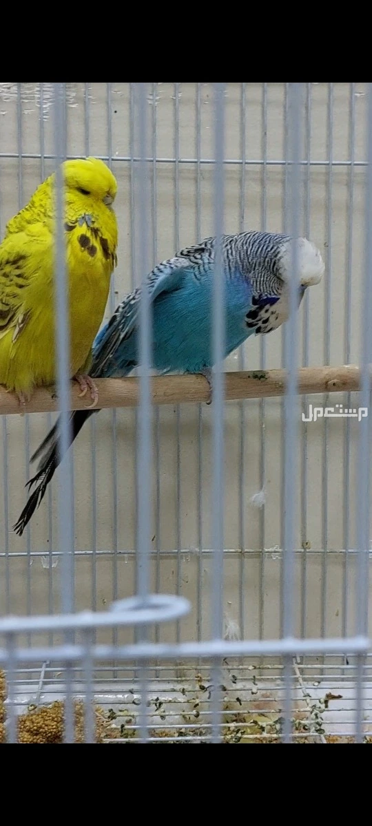 بادجي انجليزي للبيع في القطيف بسعر 350 ريال سعودي