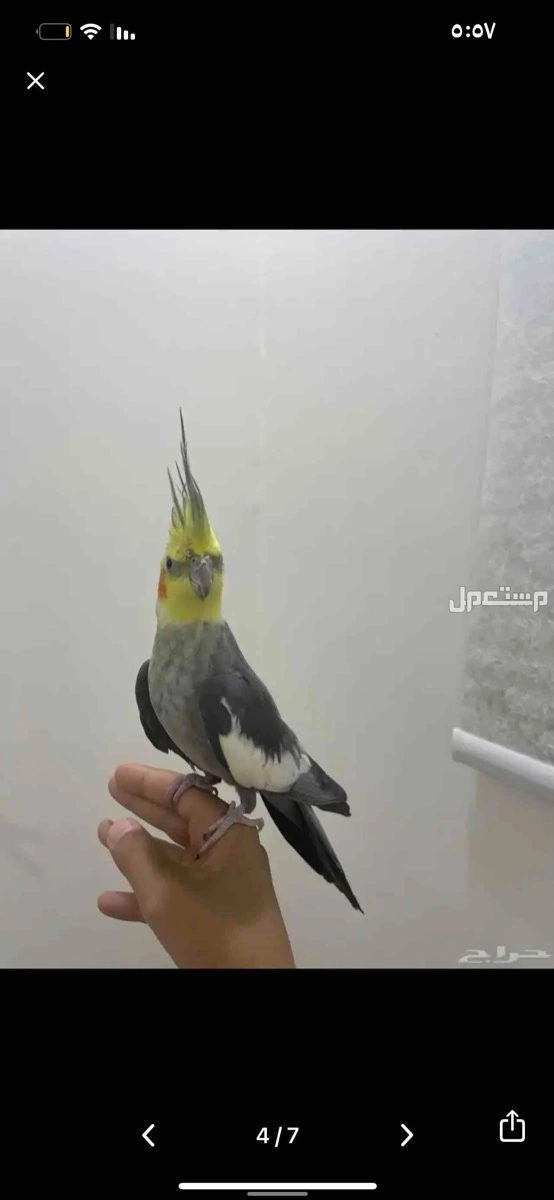 الرياض في الرياض بسعر 700 ريال سعودي