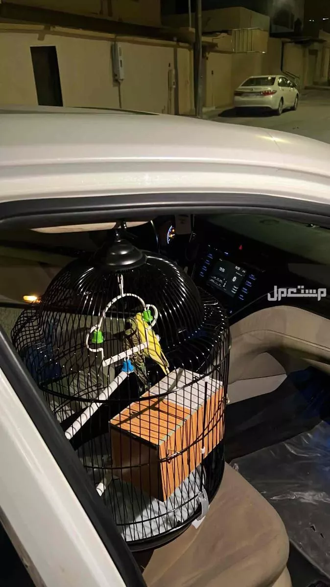 عصافير الحب للبيع مع قفصهم مو متفرغه لهم في البدائع بسعر 350 ريال سعودي