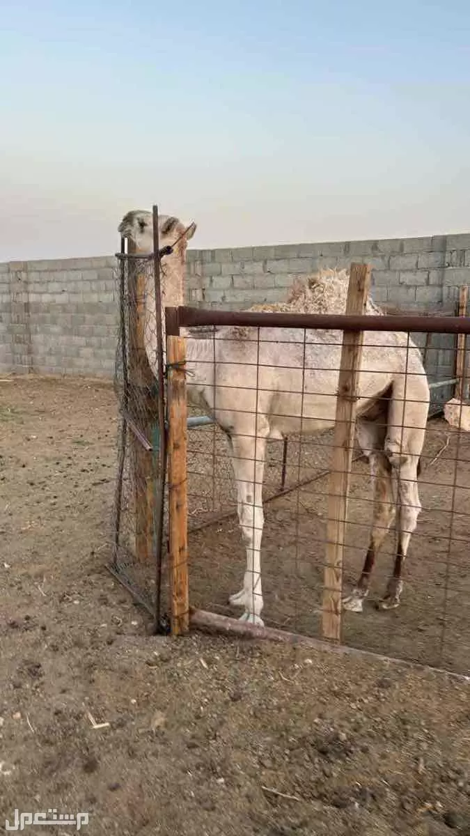 قعود طيب للبيع اشقح  في الخرج بسعر 1 ريال سعودي