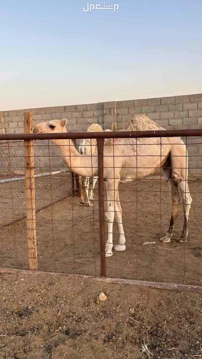 قعود طيب للبيع اشقح  في الخرج بسعر 1 ريال سعودي