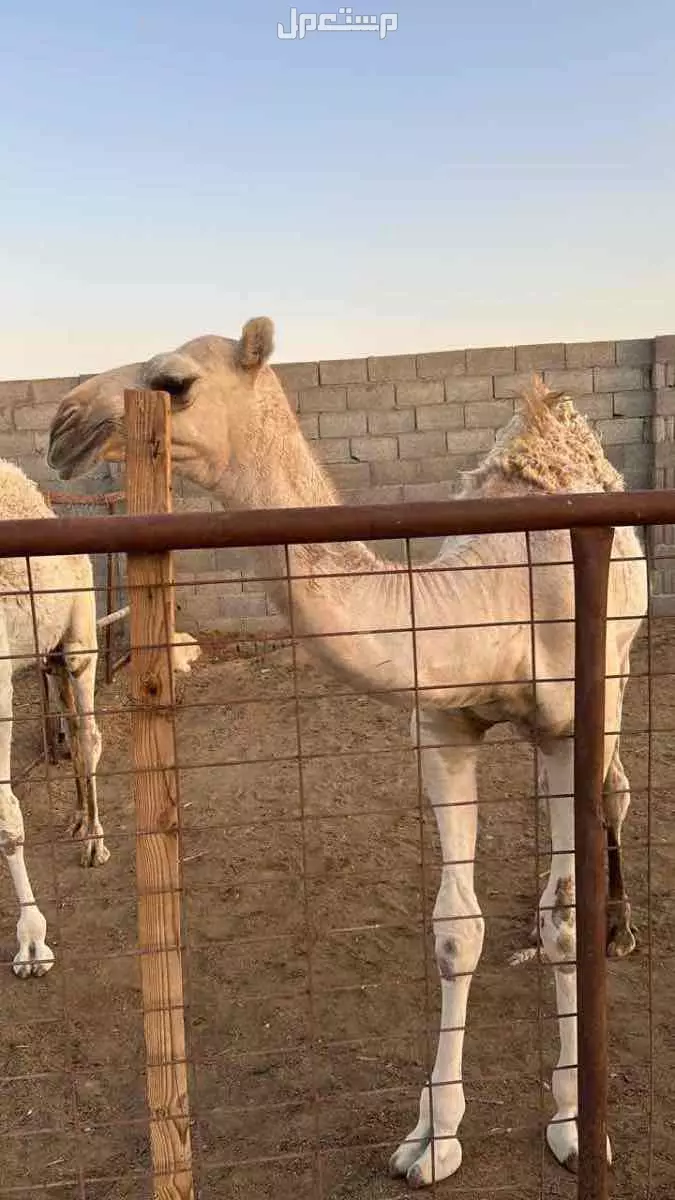 قعود طيب للبيع اشقح  في الخرج بسعر 1 ريال سعودي