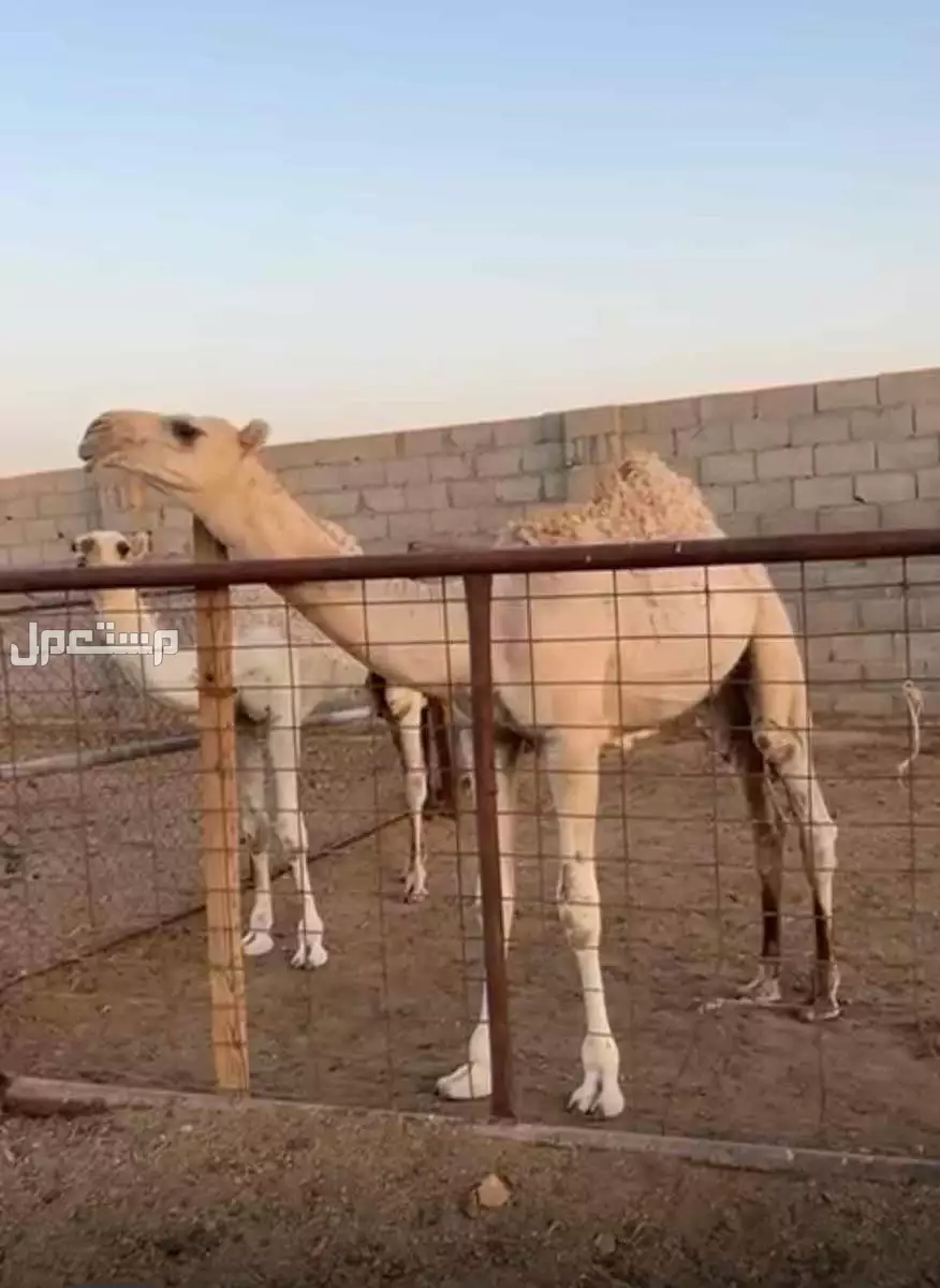 قعود طيب للبيع اشقح  في الخرج بسعر 1 ريال سعودي