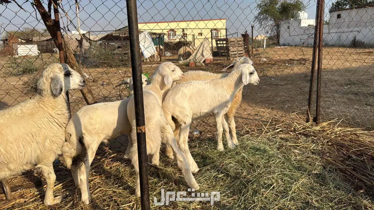 طليان للبيع العدد 5 فيها اربع او ثلاث تضحي