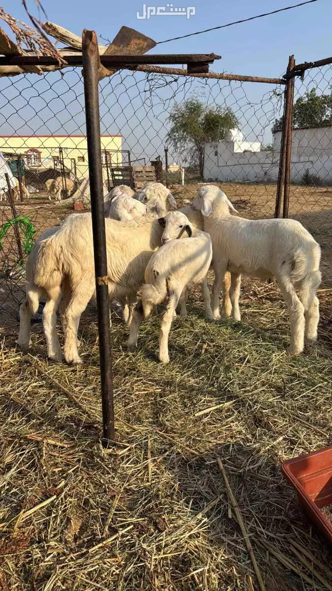 طليان للبيع العدد 5 فيها اربع او ثلاث تضحي