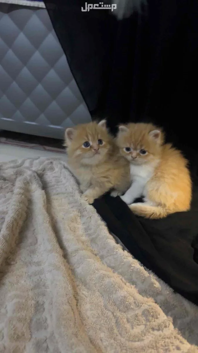 قطتين للبيع سكوتش شيرازي وهاف بيكي شامل lاغراضها