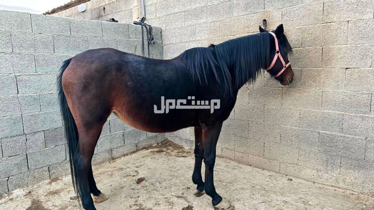 للبيع او البدل بي غنم فرس شعبيه  في القريات بسعر ألف ريال سعودي