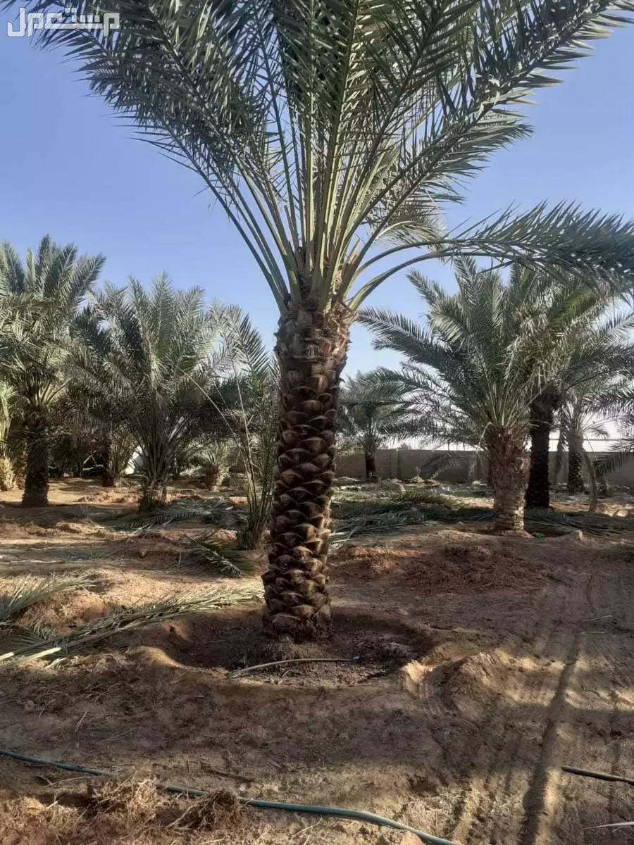 نخيل فاخر للبيع مع التوصيل الزراعه