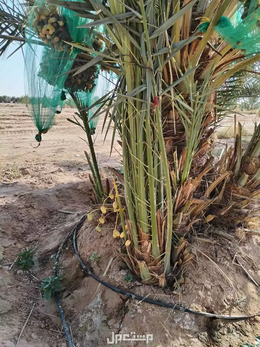 نخيل فاخر للبيع مع التوصيل الزراعه