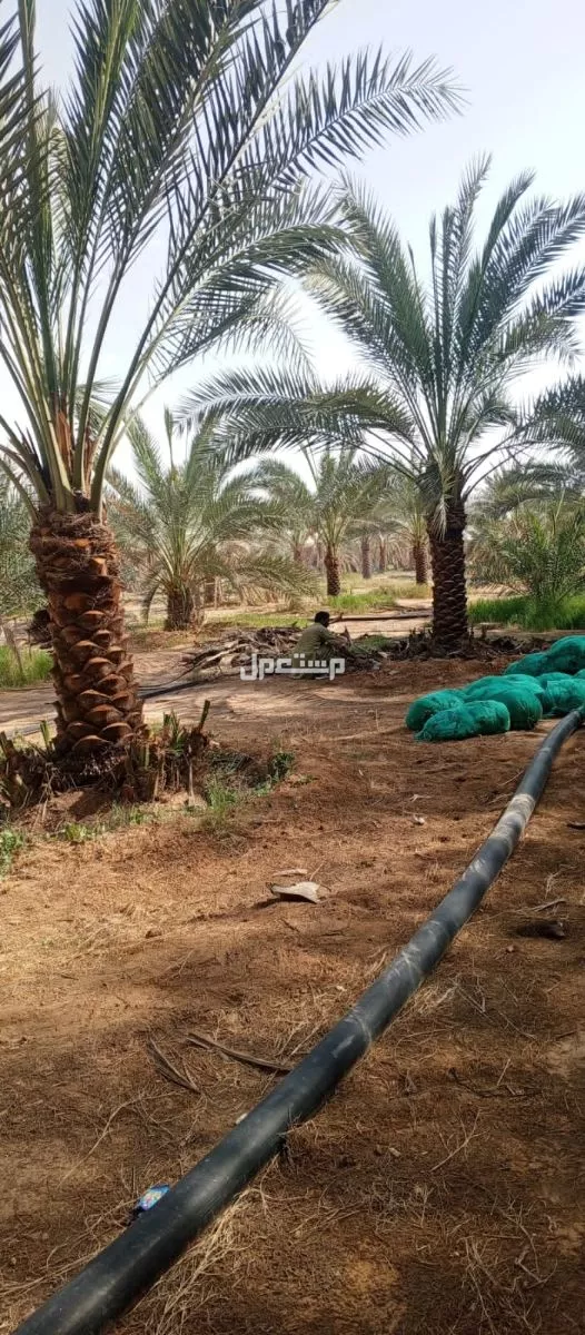نخيل فاخر للبيع مع التوصيل الزراعه
