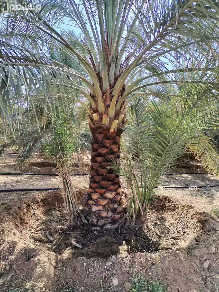 نخيل فاخر للبيع مع التوصيل الزراعه