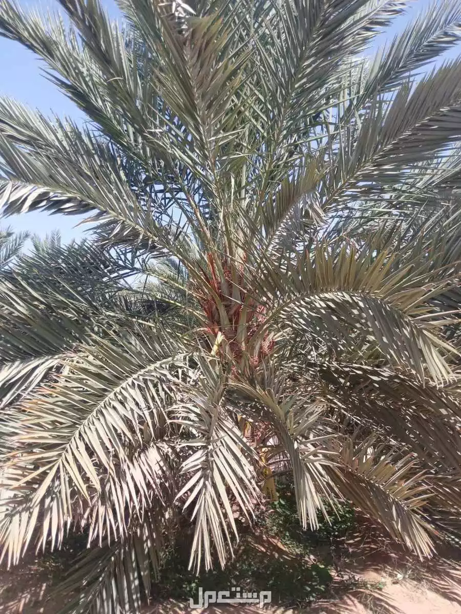 نخيل فاخر للبيع مع التوصيل الزراعه