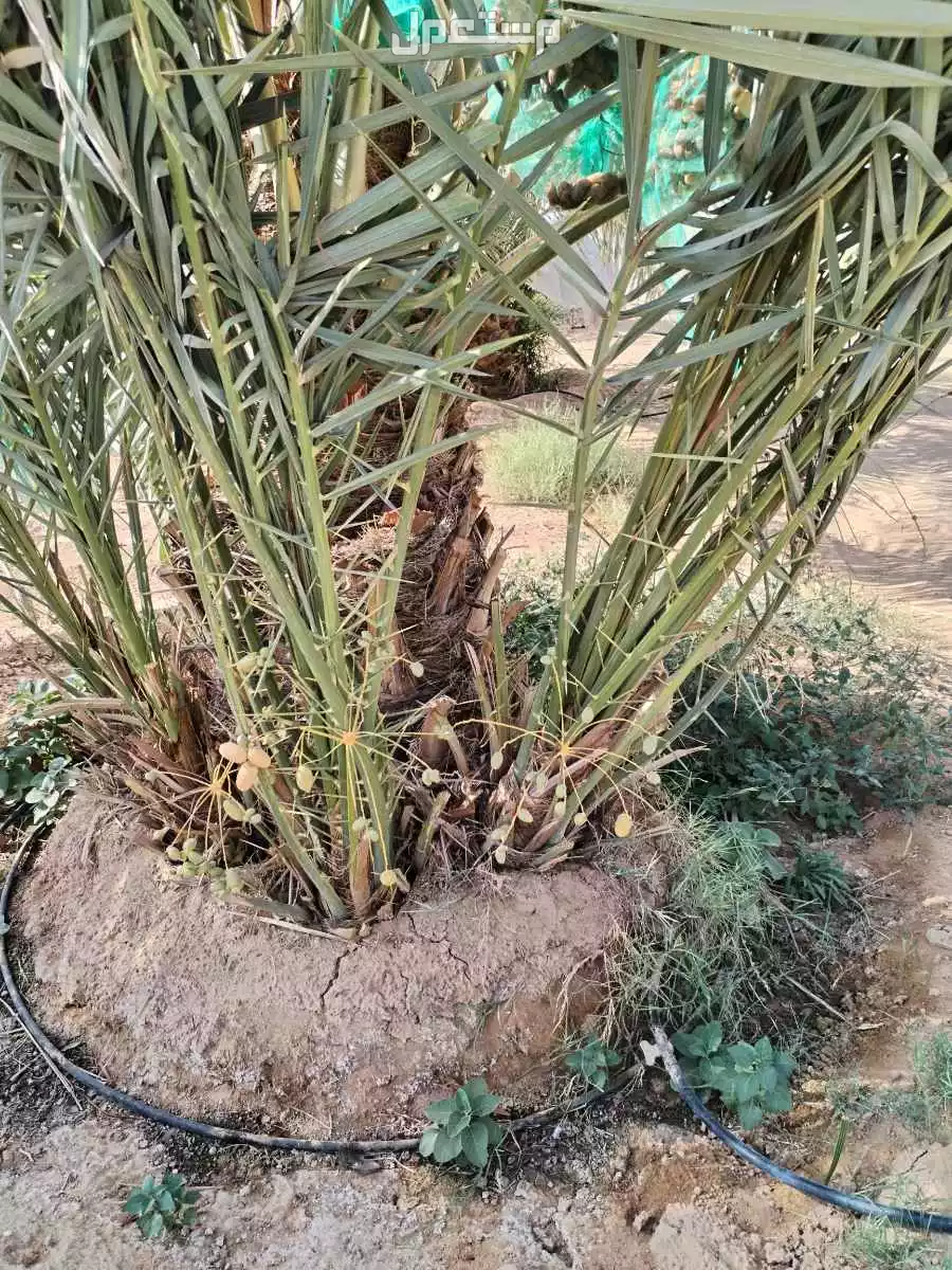 نخيل فاخر للبيع مع التوصيل الزراعه